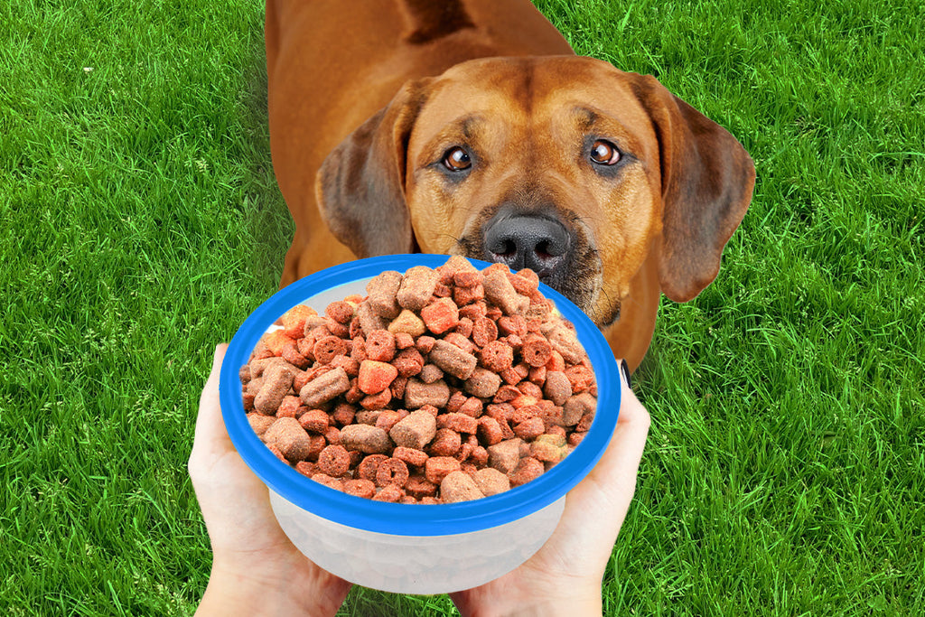 On-the-Go with Your Pet?